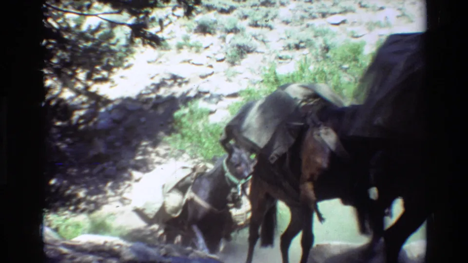 Saddled mules appear close to the lens on a rocky forest trail in archival 8mm footage from the supplied 1981 clip metadata.