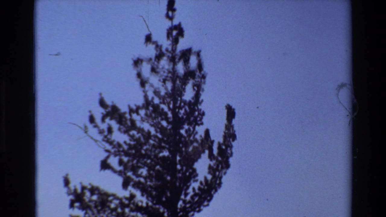 Dark pine tree silhouette against a clear blue sky.