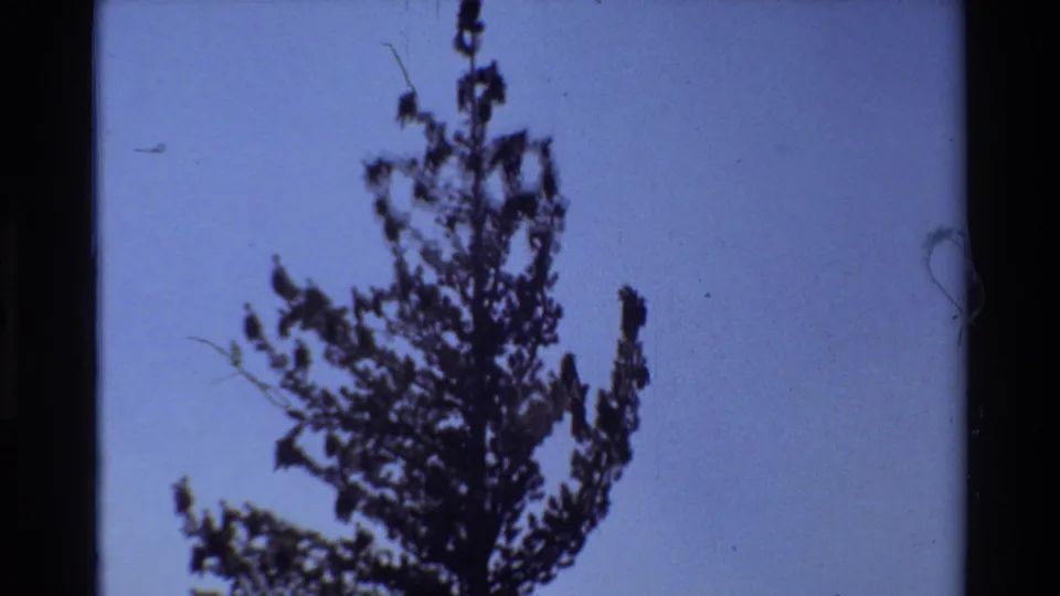 Handheld 8mm frame looking up at a pine tree against blue sky, from the British Columbia-listed mountain hiking clip.