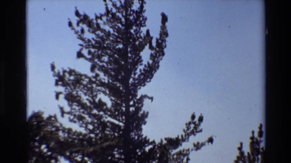 Vintage 8mm view of evergreen branches and sky, held close enough to show soft focus and film grain.