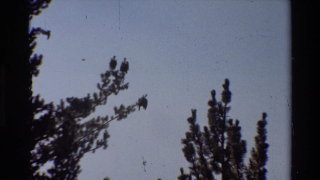 Dark pine branches silhouetted against a pale sky.