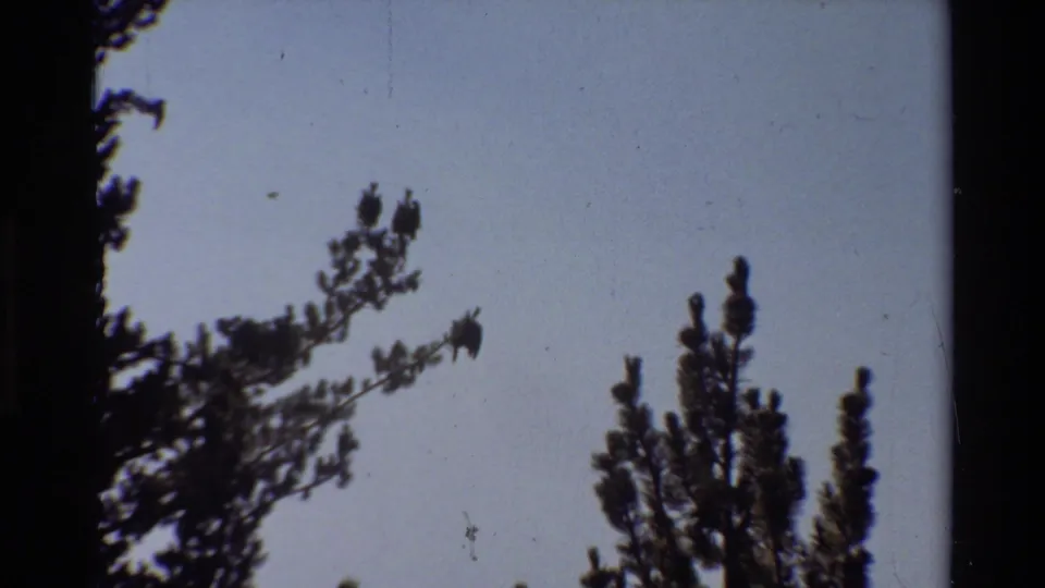 Silhouetted pine branches against a pale sky in grainy 8mm footage from the 1981 clip.