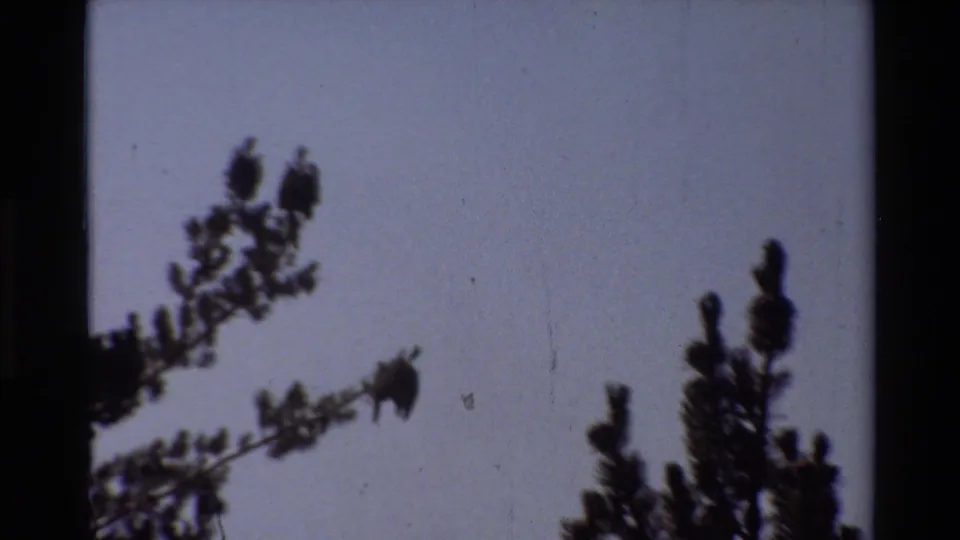 Soft, grainy 8mm view of pine branches and treetops against sky, preceding the hiking scene.