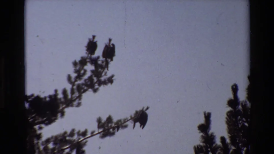 Grainy 8mm frame of dark pine boughs against a pale sky, with no people visible in this still.