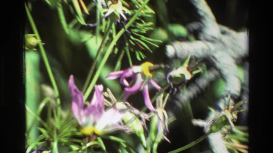A close 8mm shot isolates purple wildflowers with yellow centers against blurred stems, foliage, and gray rock.
