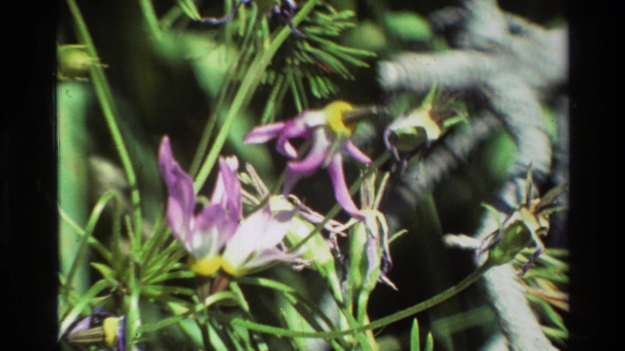 1981 8mm home-movie close-up of purple and white wildflowers among green foliage, with soft focus and dark film edge visible.