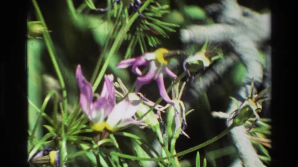 1981 8mm home-movie close-up of purple and white wildflowers among green foliage, with soft focus and dark film edge visible.