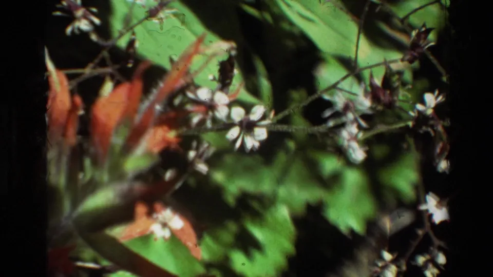 Close 8mm frame of small white blossoms, reddish-orange leaves, and green foliage in a natural outdoor setting.