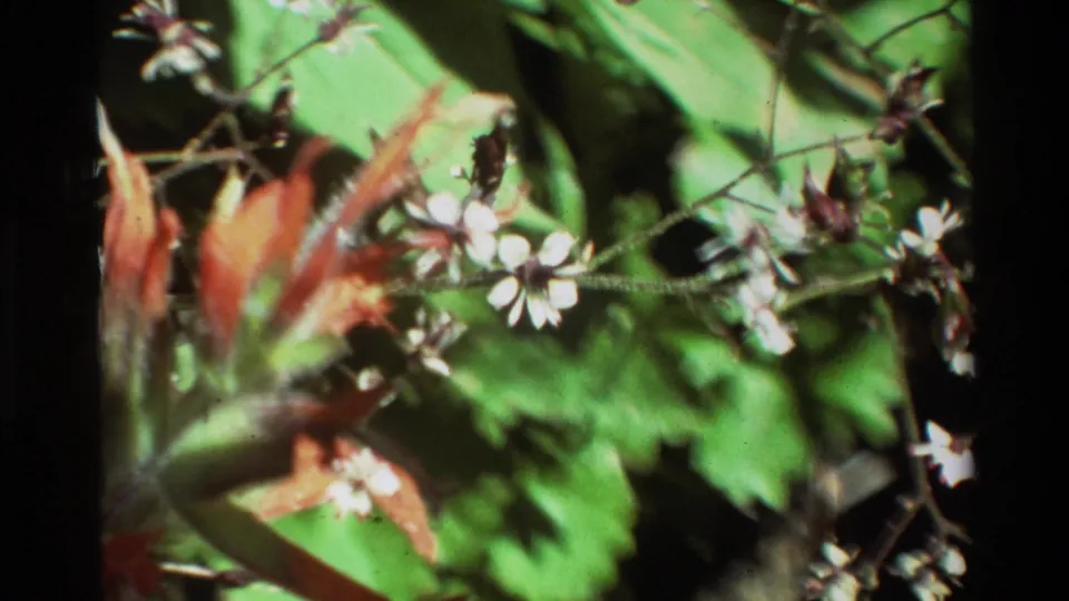 1981 8mm botanical close-up showing reddish-orange leaves, small white blossoms, green leaves, and branching stems.
