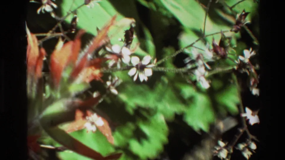 Close 8mm view of white blossoms and reddish-orange foliage against green leaves, consistent with the British Columbia nature footage metadata.