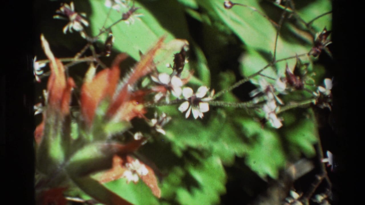Soft 8mm close-up of small white blossoms, green leaves, reddish foliage, and dark branches from the supplied 1981 nature clip.