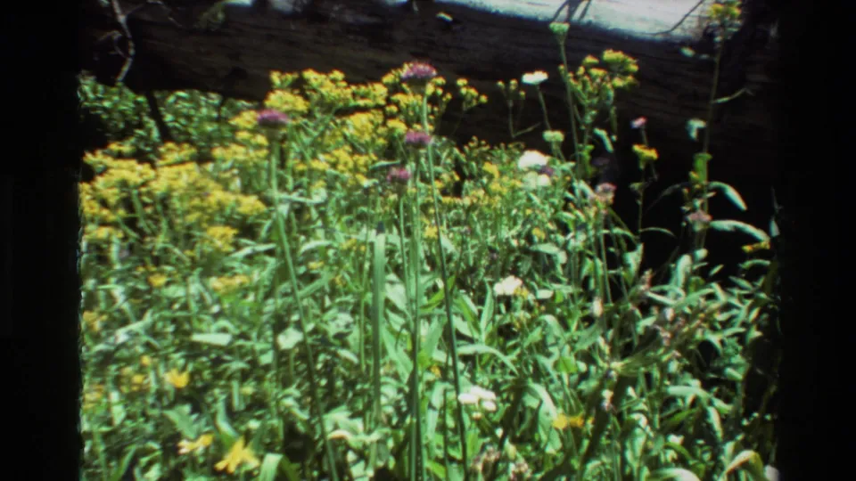 Wildflower meadow detail with yellow and purple blossoms, tall green stems, and dark branch framing in vintage 8mm color.