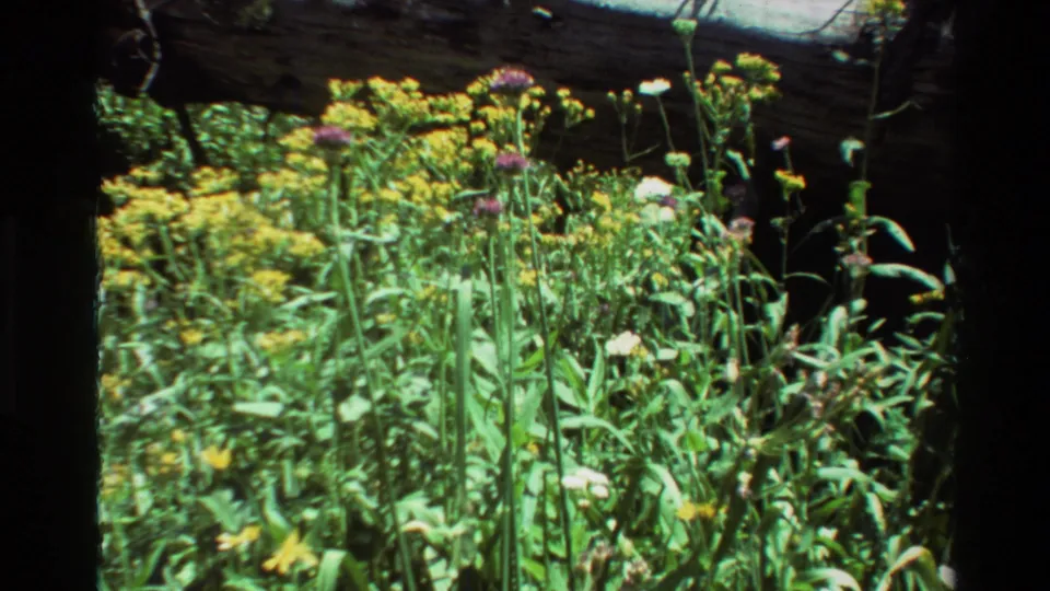 Handheld 8mm frame of dense wildflowers, tall green stems, yellow blossoms, and purple flower heads beneath a dark branch.