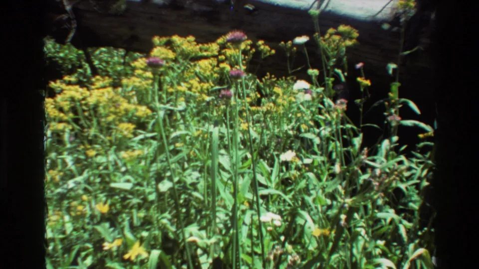 Vintage 8mm view of a colorful wildflower cluster with yellow blooms, purple flower heads, green leaves, and dark branch edges.