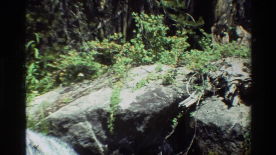 Later frame from the 1981 8mm clip showing sunlit rocks, low forest vegetation, roots, and the stream mostly at the left edge.