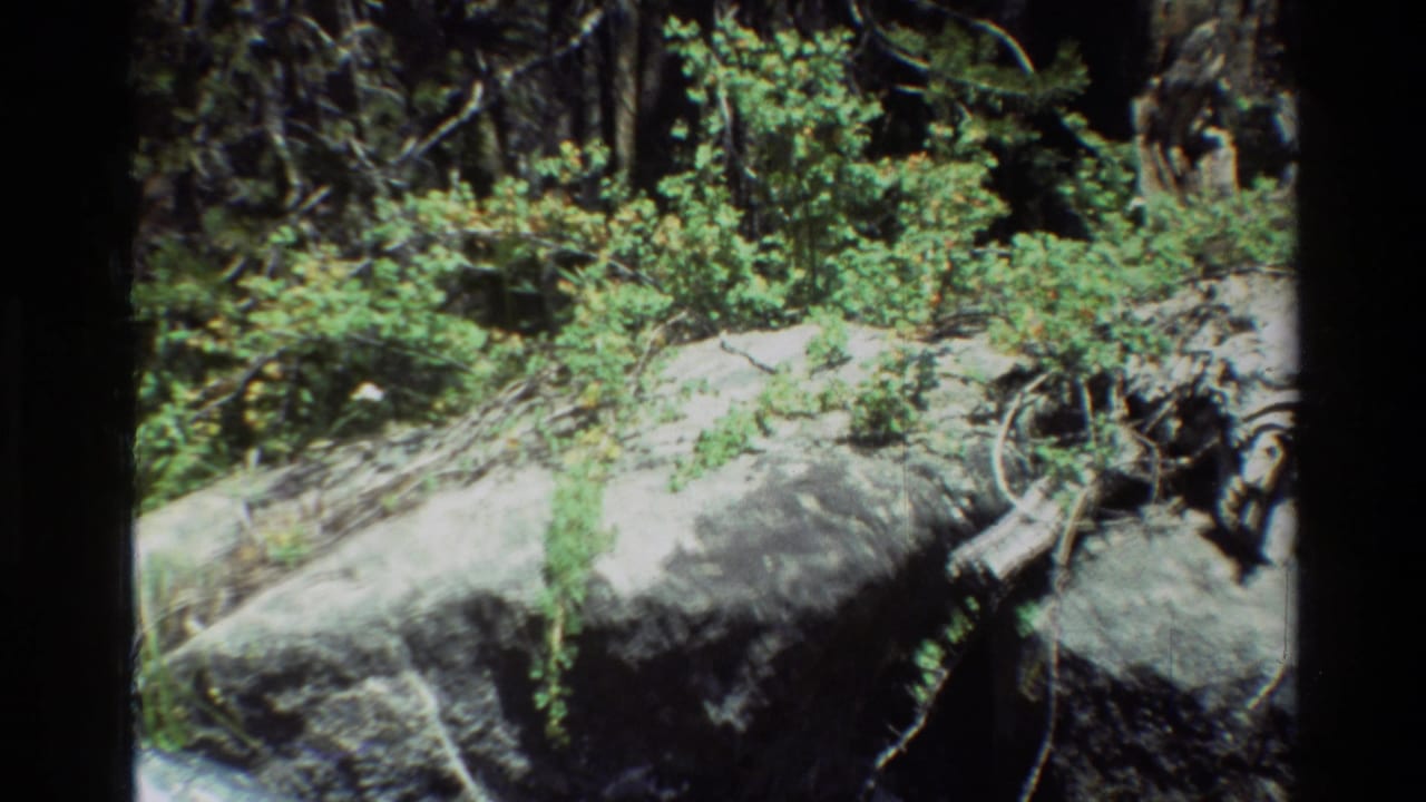 1981 8mm home-movie frame showing a rocky outcrop with shrubs, fallen branches, and trees in a mountain setting.