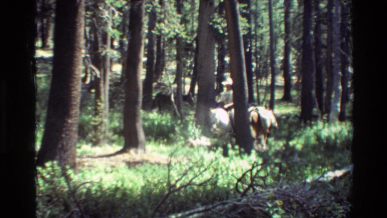 A mounted rider appears among tall trees and green undergrowth in 1981 8mm woodland footage.