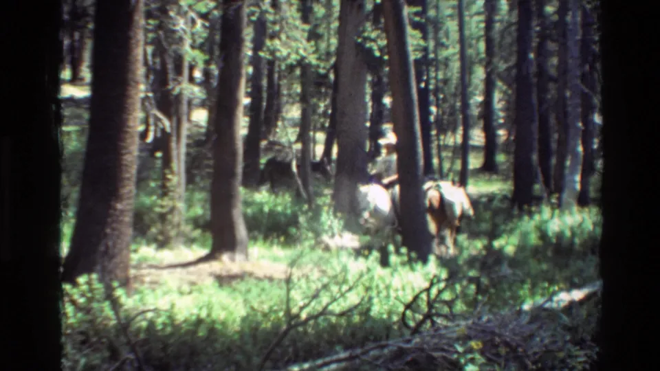 A mounted rider appears among tall trees and green undergrowth in 1981 8mm woodland footage.