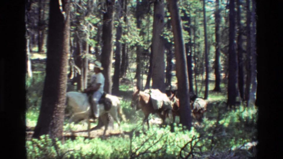 A man on horseback moves left to right through dense trees with pack horses behind him in 1981 woodland footage.