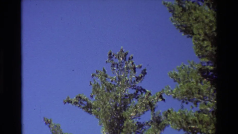 The camera points upward from the wooded setting to conifer treetops and clear blue sky, with visible 8mm grain and edge shadows.