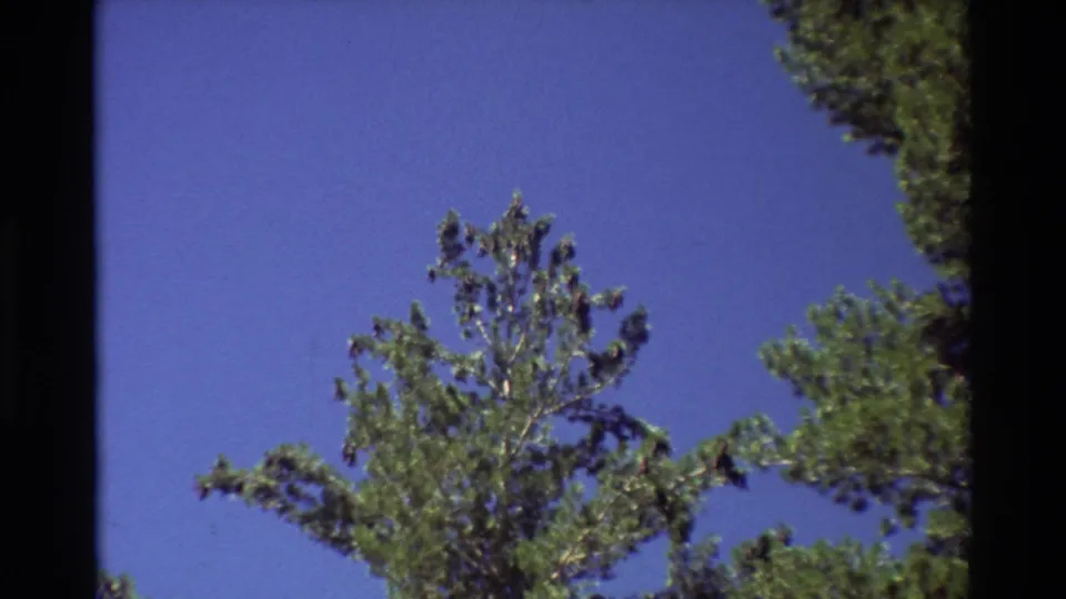 The clip ends on an upward-looking 8mm view of conifer treetops and blue sky, likely from the same wooded birdwatching setting.