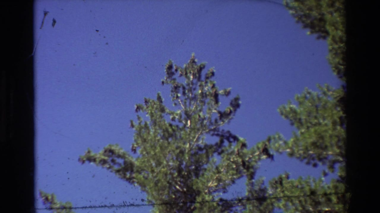 1981 8mm home-movie frame showing pine branches and treetop against a clear blue sky in the listed British Columbia setting.