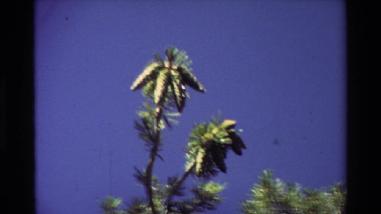 Pine cone clusters and needles silhouetted against blue sky.