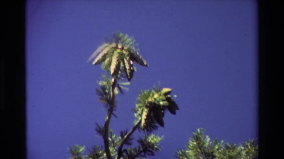 1981 home-movie frame holding on pine branches and cone clusters, framed by saturated blue sky and visible 8mm gate edges.
