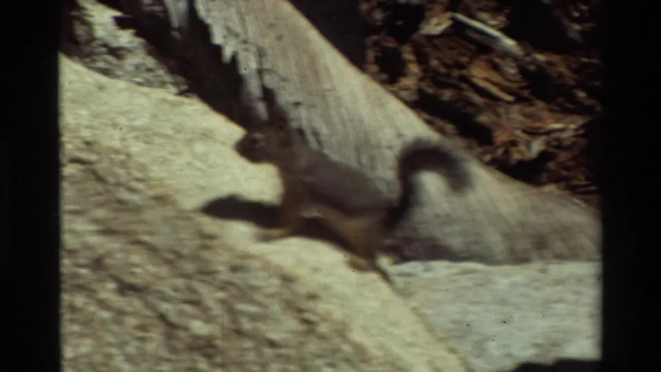 Small squirrel appears on a sunlit rock near a weathered log, captured in soft handheld 8mm home-movie footage.