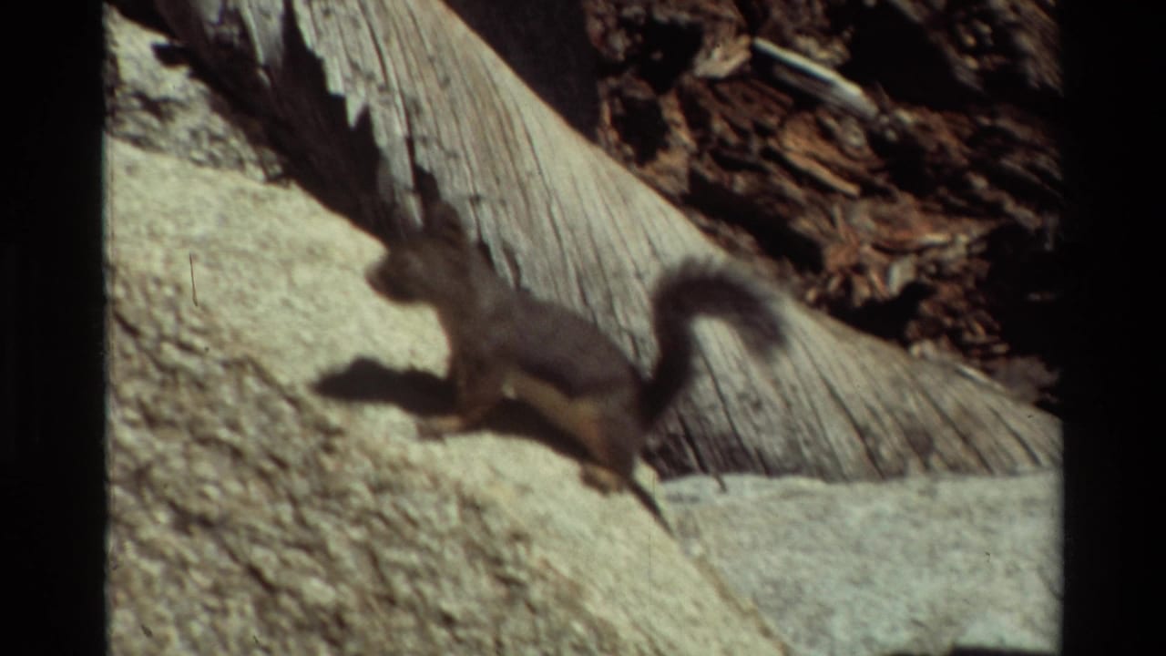 Grey squirrel with a bushy tail moving across sunlit rock near a weathered log.