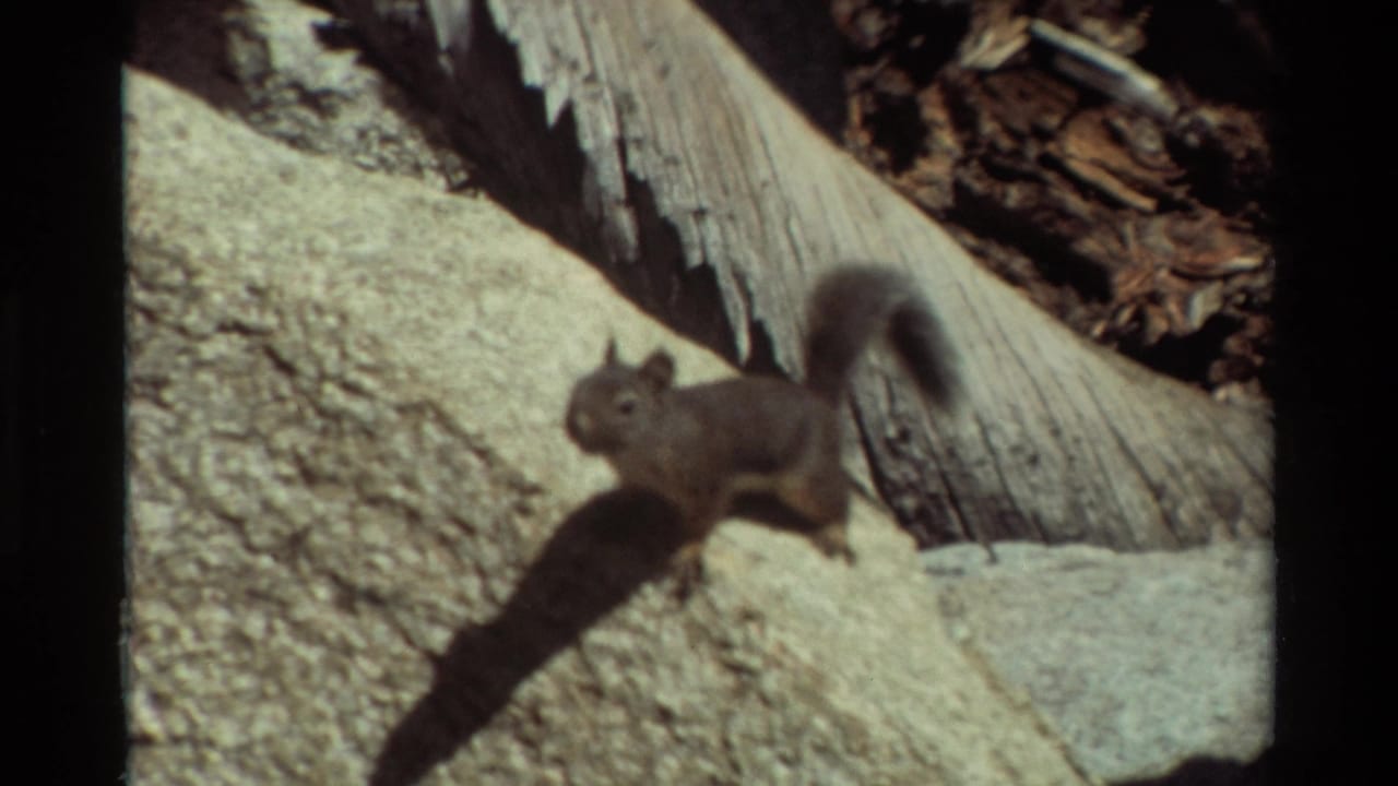 Grey squirrel pauses on a rock with its long shadow cast across the surface.