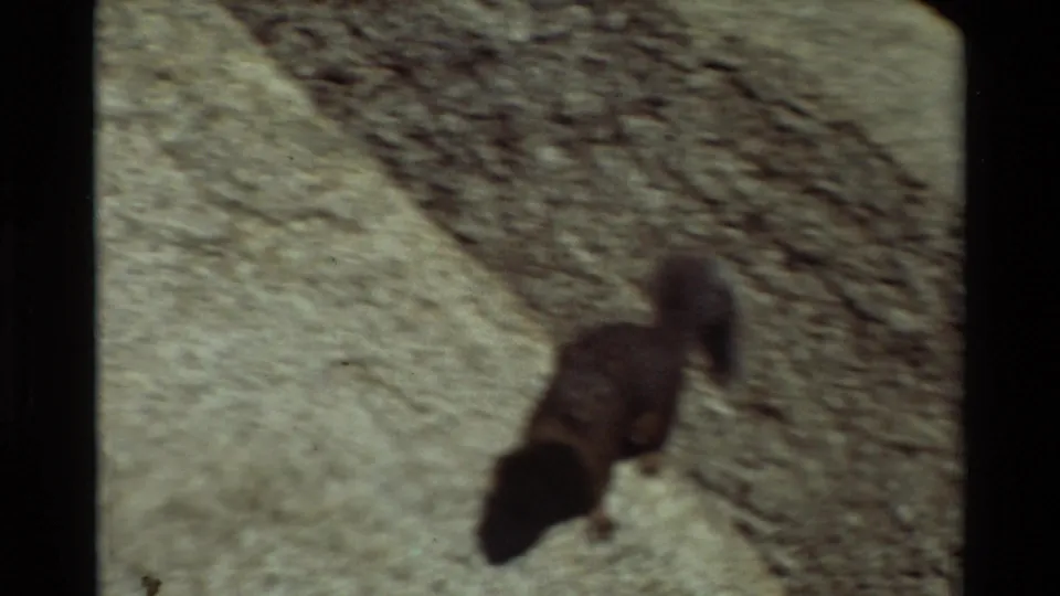Motion-blurred grey squirrel moves across pale rock, with a dark shadow and grainy 8mm texture visible in the frame.