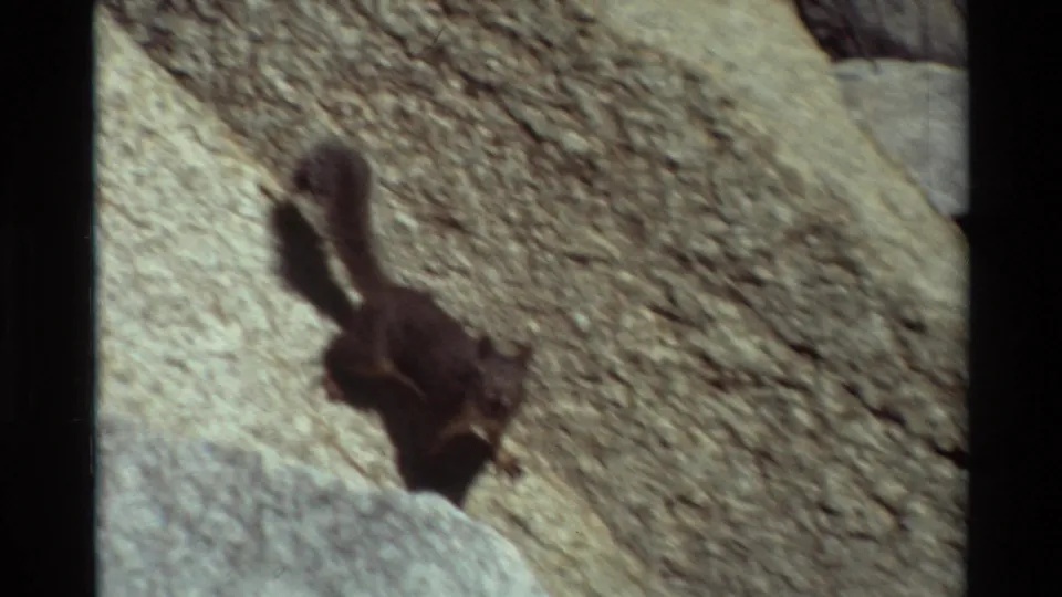 Overhead 8mm view of a grey squirrel on rough stone, its bushy tail and compact shadow visible in bright outdoor light.