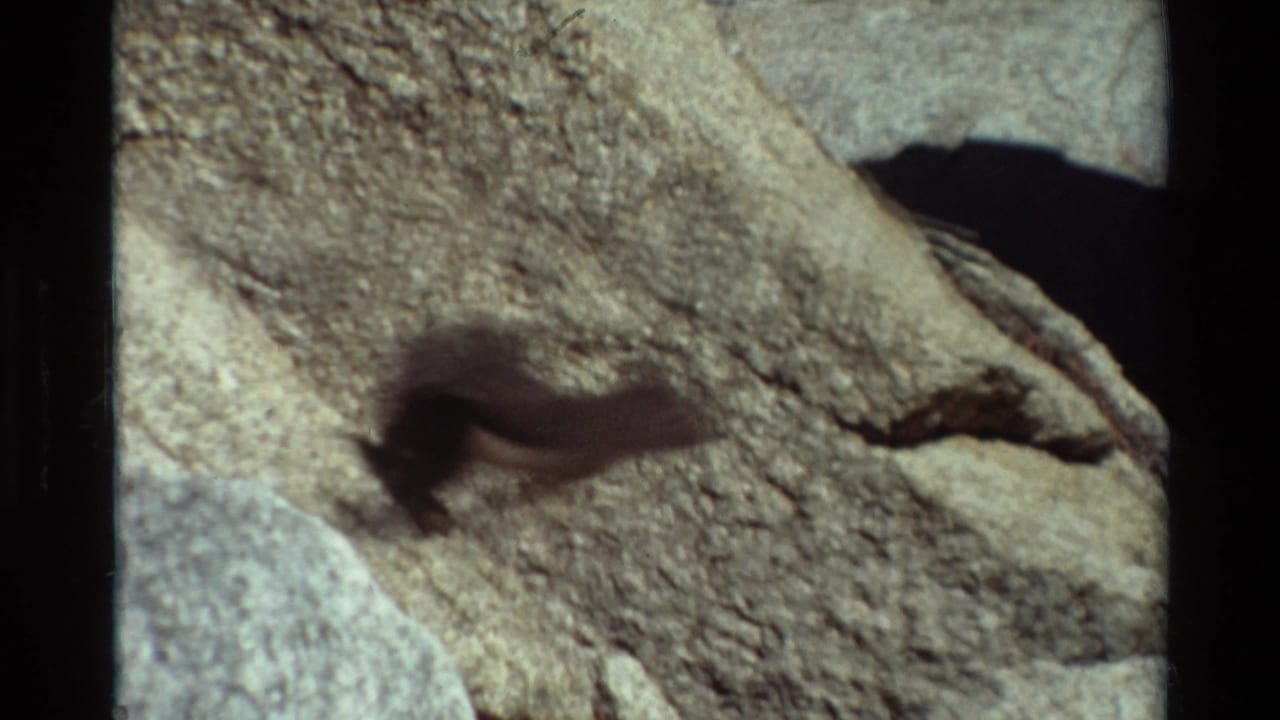 A fish moves near pale underwater rocks in a stream.