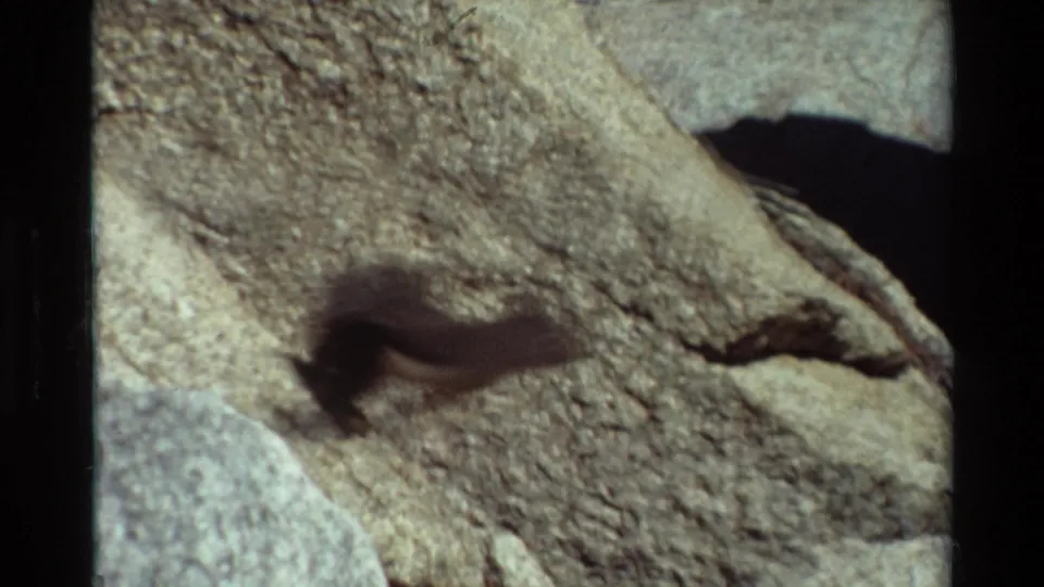 A fish appears beside pale rocks underwater in 1981 8mm footage from the listed British Columbia location.