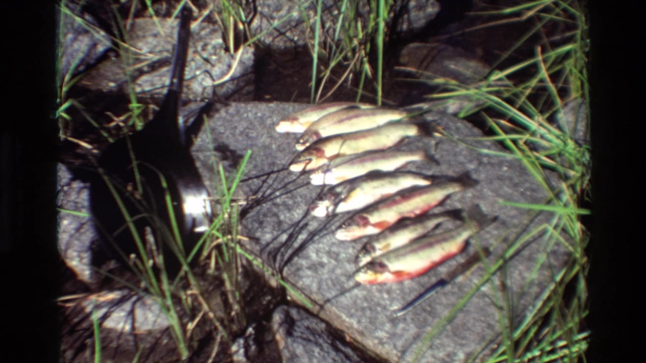 Several trout lie on a flat rock beside grass and a fishing rod or line.