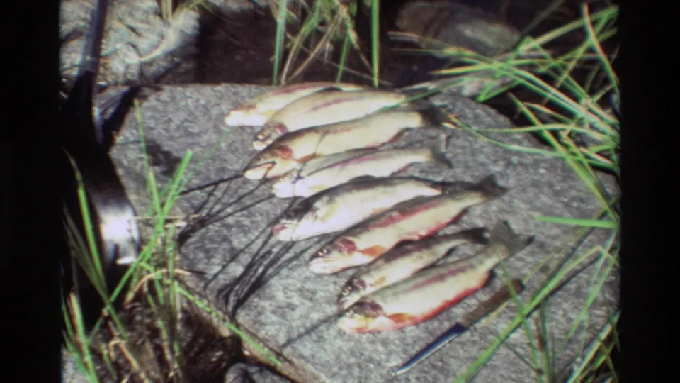 A close streamside view shows multiple trout laid out on stone, their colored markings visible beside grass and fishing tackle.