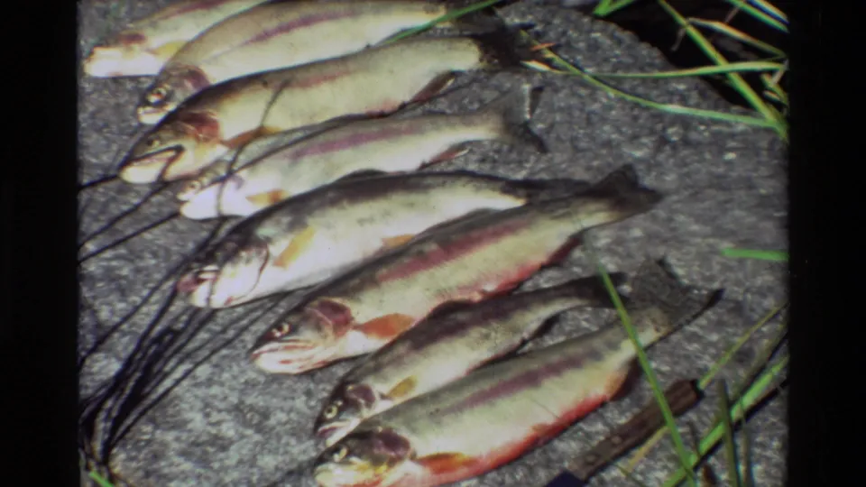 The final close-up frames several trout arranged diagonally on a streamside rock, showing pale bodies and reddish side markings.