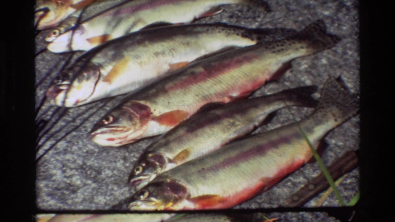 Several freshly caught trout laid on a rocky surface.