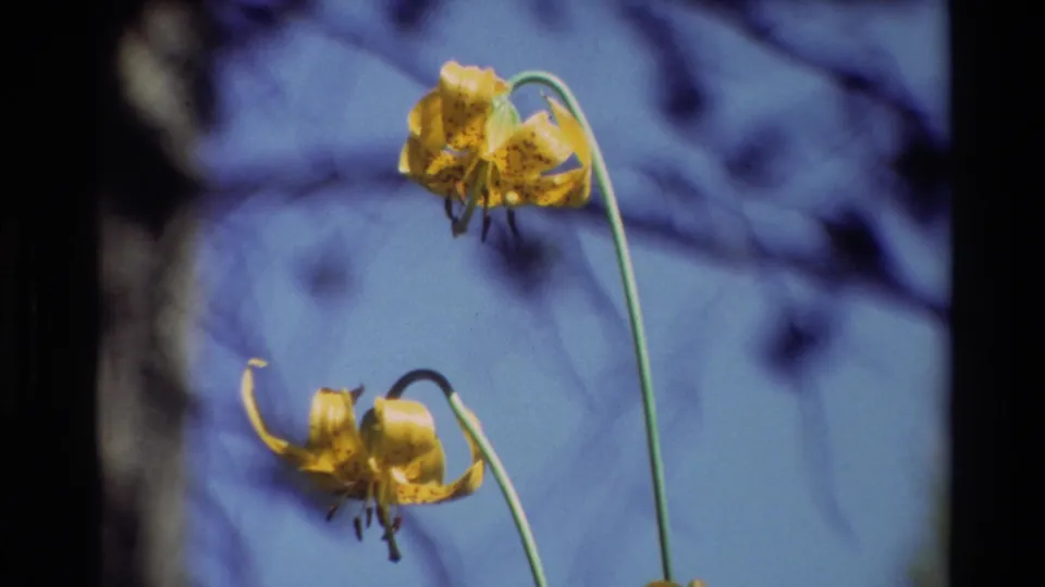 Close-up of yellow spotted lilies on slender stems, filmed with soft 8mm focus against a blue sky and blurred branches.