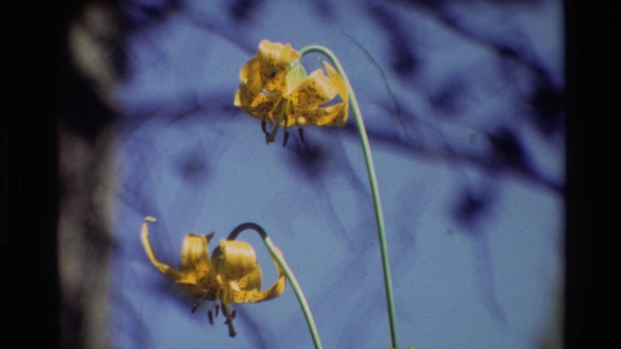 1981 8mm frame of two yellow speckled lilies in a British Columbia nature scene, with soft blue sky and blurred branches behind them.
