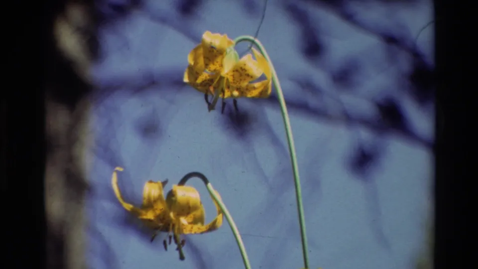 Vintage 8mm frame from the 1981 British Columbia clip showing two yellow speckled lilies, dark petal markings, and a soft blue wooded background.
