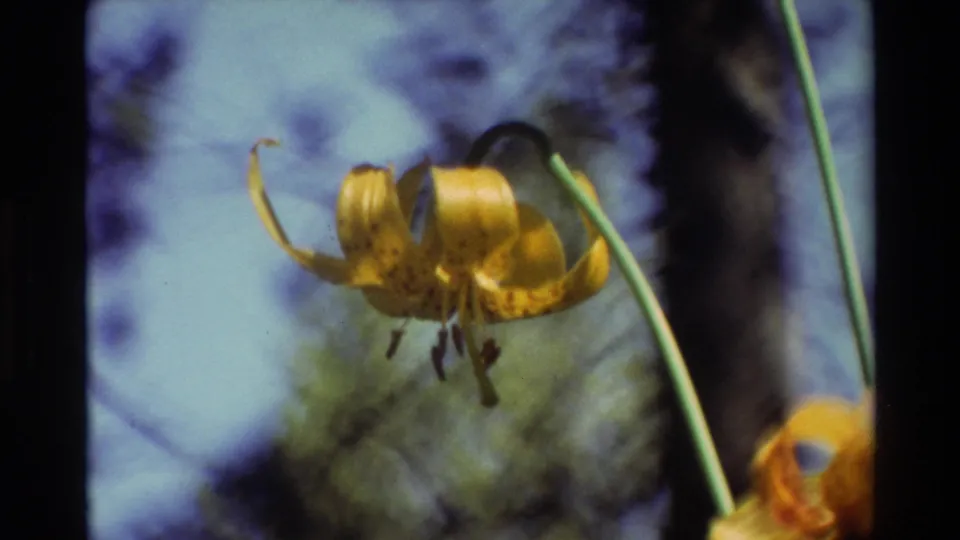 End frame of the 1981 8mm British Columbia flower clip, with one yellow speckled lily larger in frame and another partially visible at lower right.