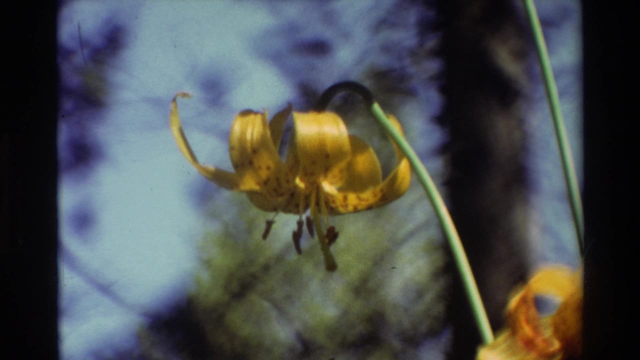 1981 8mm close-up of a yellow spotted lily with a curved green stem against soft outdoor foliage.