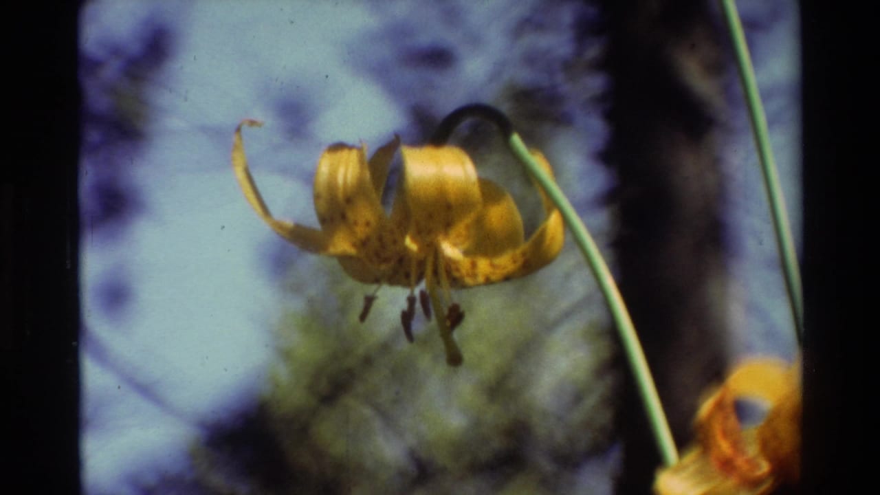 Yellow lily and green stem framed in soft-focus outdoor light.