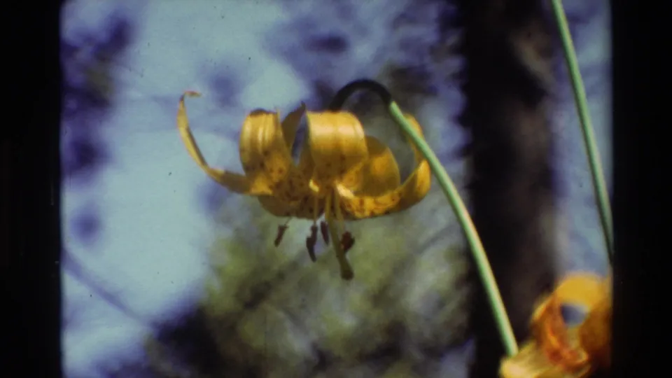 Close 8mm view of a yellow lily with spotted petals and a tall green stem, attributed to 1981 British Columbia metadata.