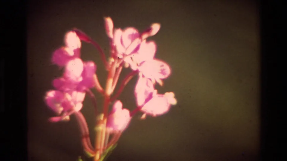 1981 8mm frame of pink wildflowers with thin stems and warm exposure against a muted outdoor background.