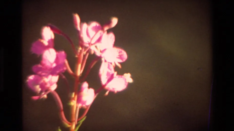Close 8mm view of pink wildflowers swaying slightly, with warm highlights and archival film grain visible.