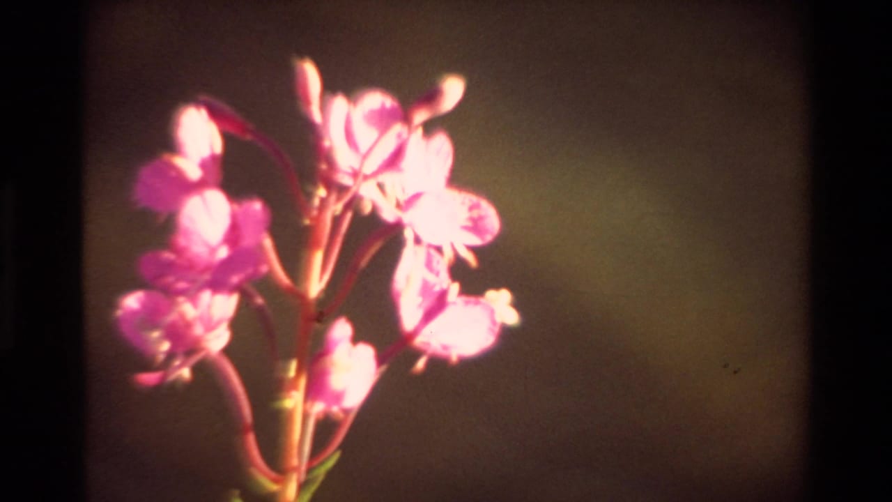 1981 8mm close-up of a pink wildflower on a green stalk, shown against a dark soft-focus background.