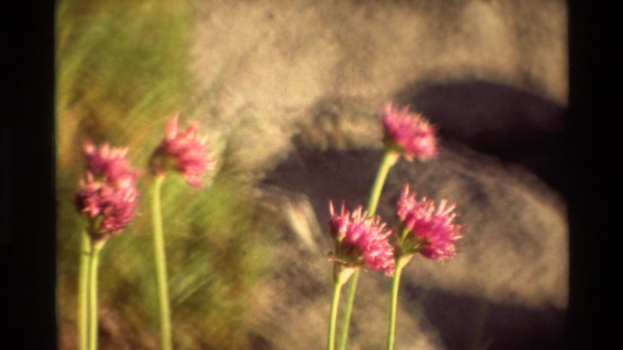 Several small pink flower heads on thin stems near pale rocks.